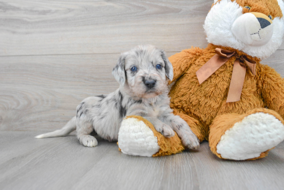 Small Mini Labradoodle Baby