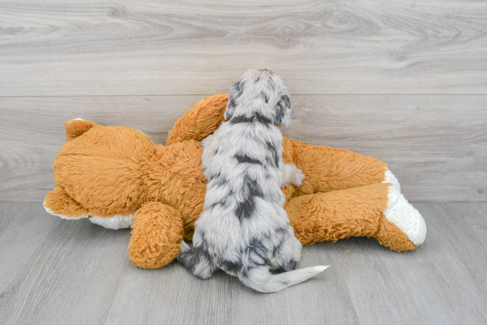Small Mini Labradoodle Baby