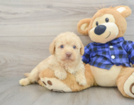 7 week old Mini Labradoodle Puppy For Sale - Premier Pups