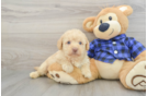 Fluffy Mini Labradoodle Poodle Mix Pup
