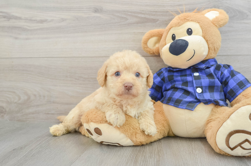 6 week old Mini Labradoodle Puppy For Sale - Premier Pups
