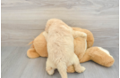 Cute Mini Labradoodle Baby