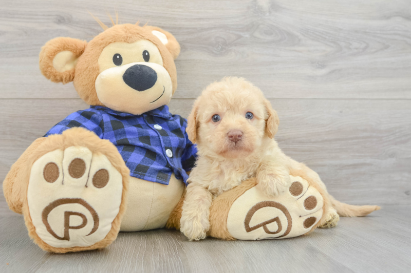Meet Steve - our Mini Labradoodle Puppy Photo 3/3 - Premier Pups
