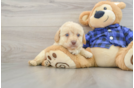 Smart Mini Labradoodle Poodle Mix Pup