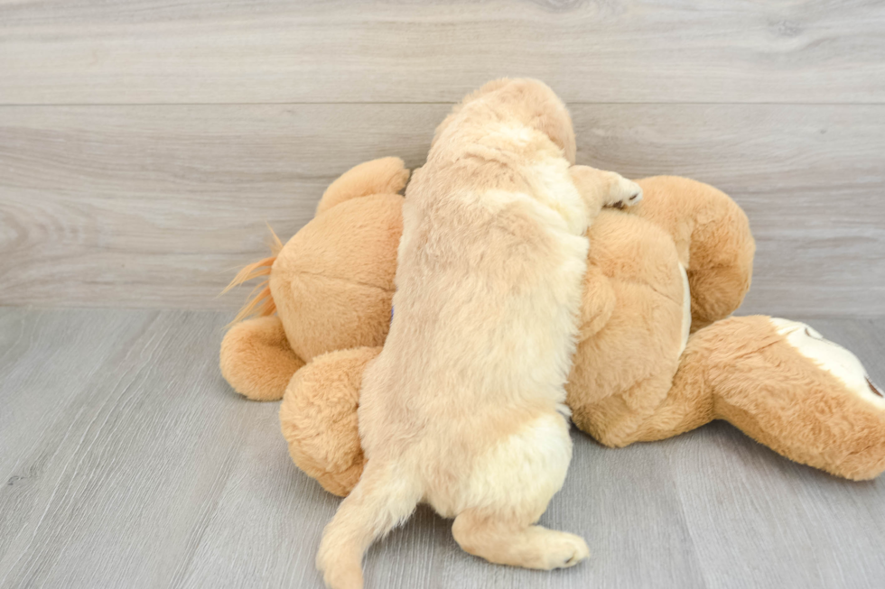 Popular Mini Labradoodle Poodle Mix Pup
