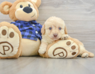 7 week old Mini Labradoodle Puppy For Sale - Premier Pups