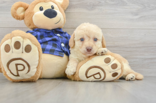 Smart Mini Labradoodle Poodle Mix Pup