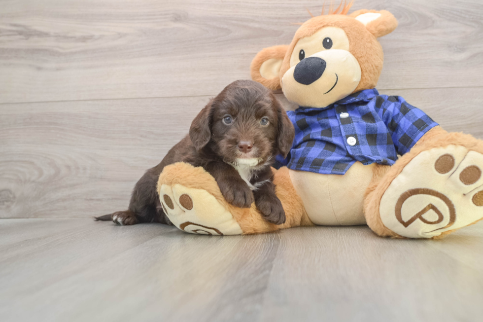 Mini Labradoodle Puppy for Adoption