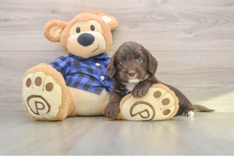 Mini Labradoodle Puppy for Adoption