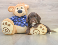 5 week old Mini Labradoodle Puppy For Sale - Premier Pups
