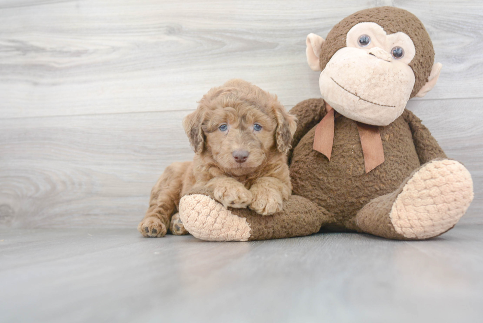 Best Mini Labradoodle Baby