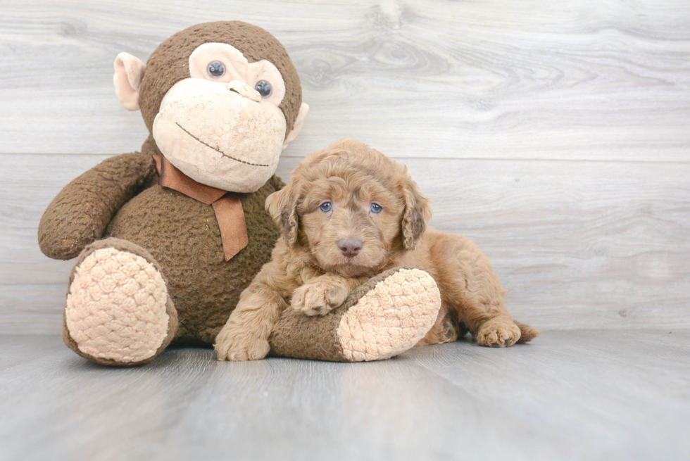 Petite Mini Labradoodle Poodle Mix Pup