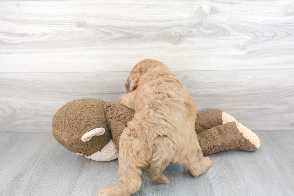 Mini Labradoodle Pup Being Cute