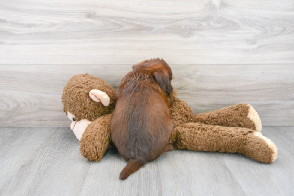 Popular Mini Labradoodle Poodle Mix Pup