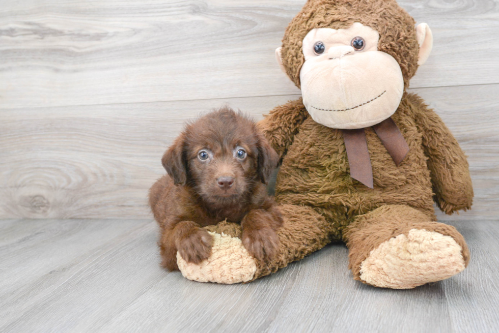 Mini Labradoodle Puppy for Adoption