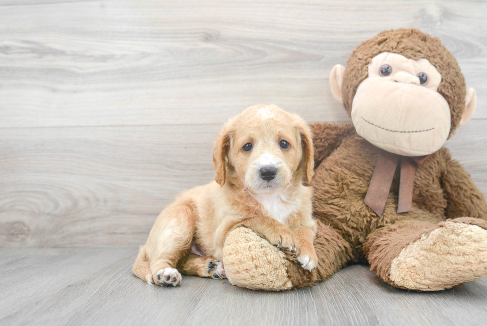 Mini Labradoodle Puppy for Adoption