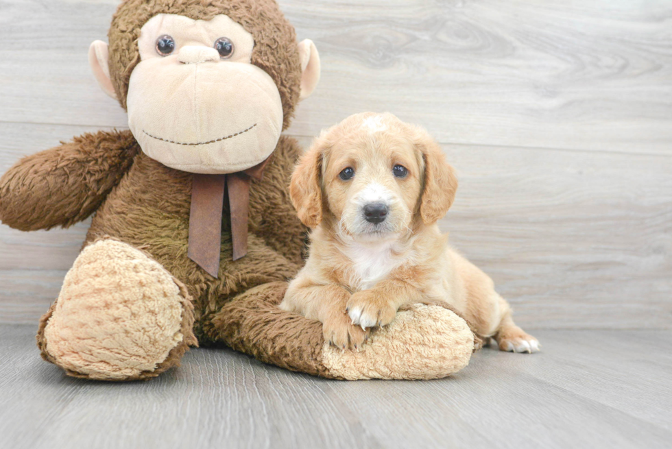 Best Mini Labradoodle Baby