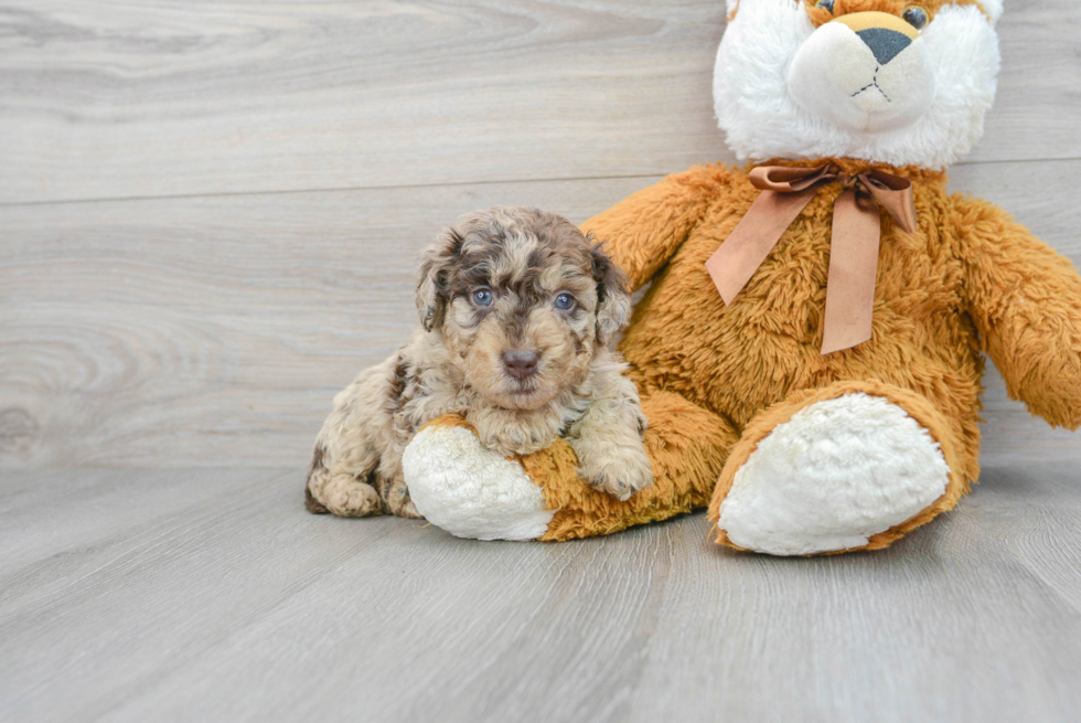 Mini Labradoodle Puppy for Adoption