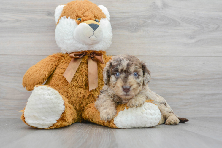 Friendly Mini Labradoodle Baby