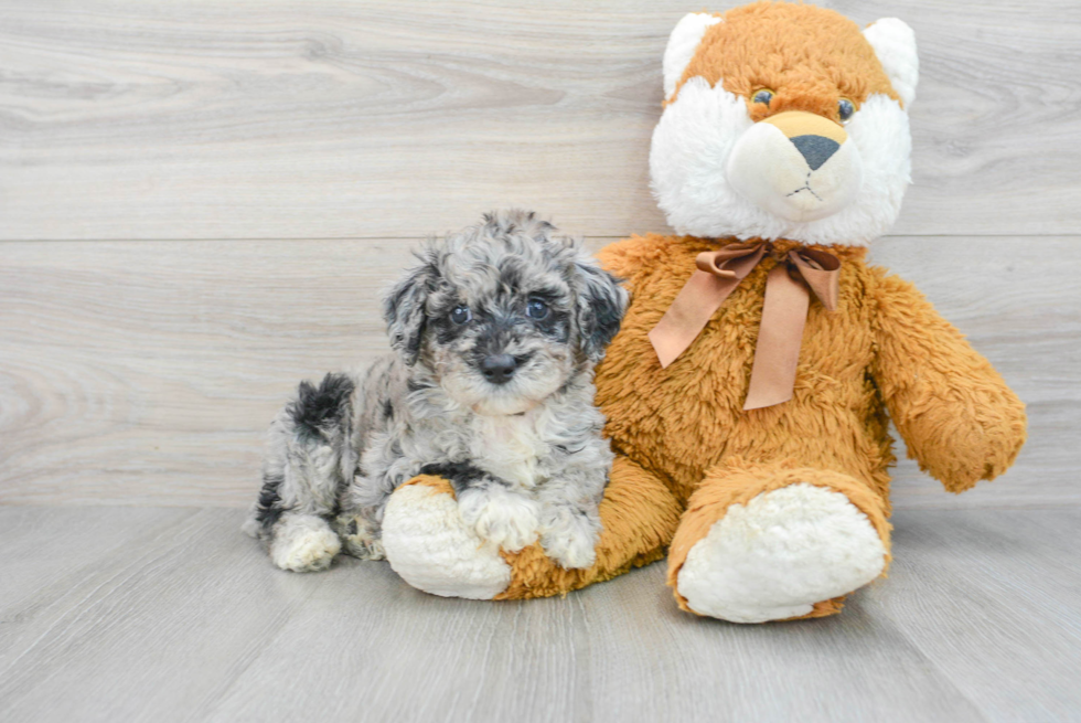Mini Labradoodle Pup Being Cute