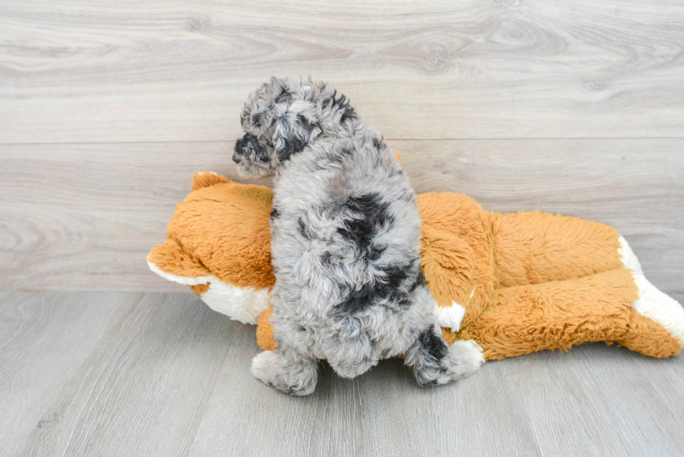 Mini Labradoodle Pup Being Cute