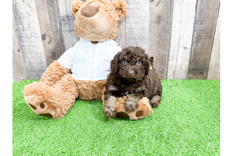 Best Mini Labradoodle Baby