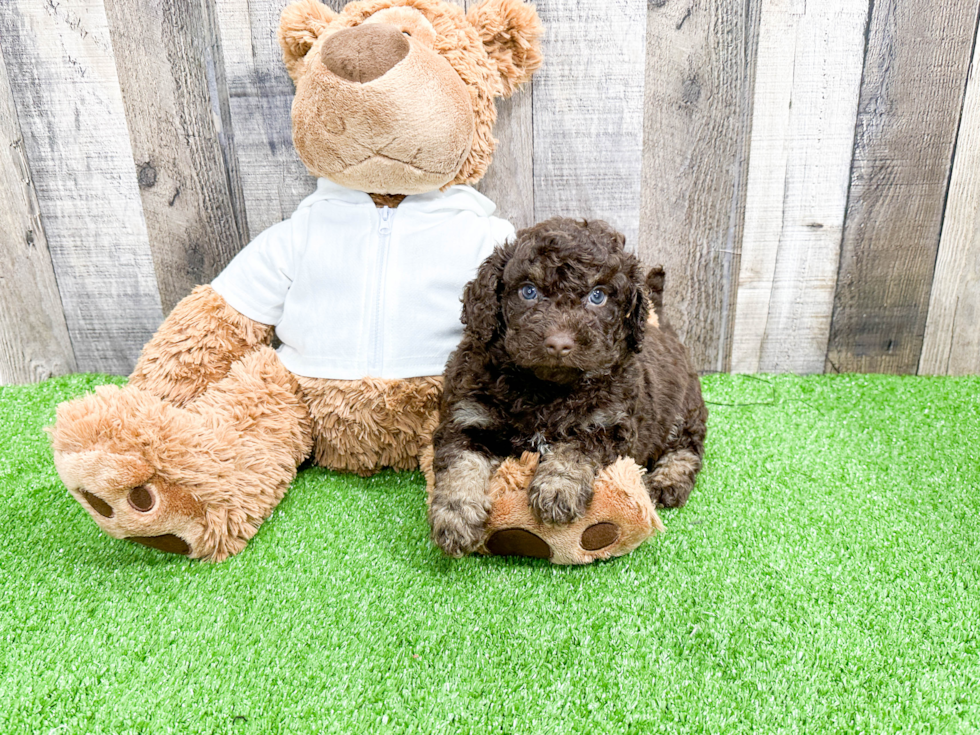 Best Mini Labradoodle Baby