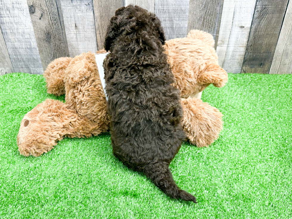 Best Mini Labradoodle Baby