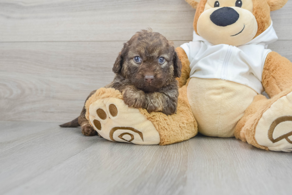 Popular Mini Labradoodle Poodle Mix Pup