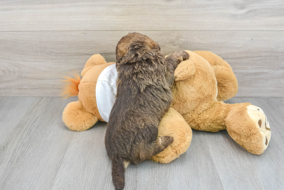 Smart Mini Labradoodle Poodle Mix Pup