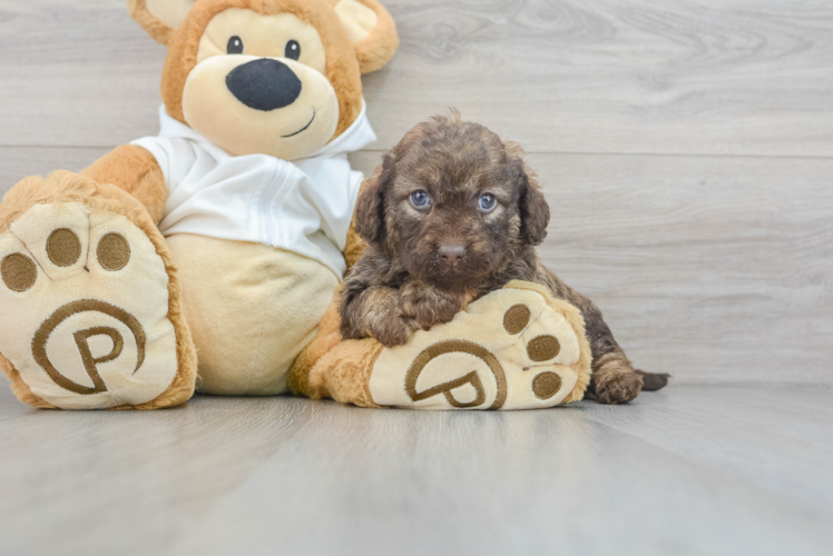 Mini Labradoodle Pup Being Cute