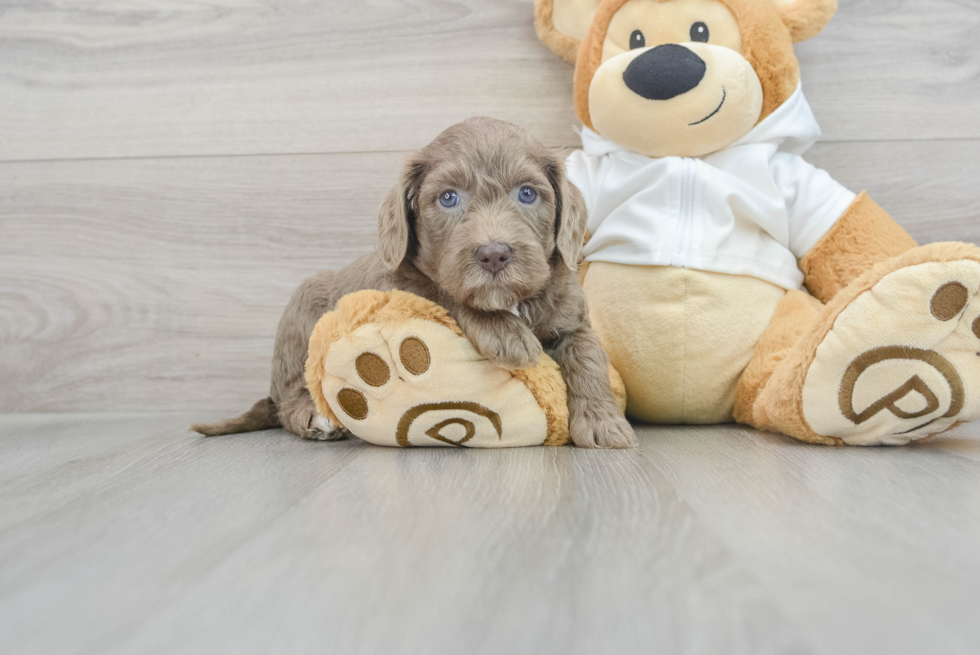 Mini Labradoodle Puppy for Adoption