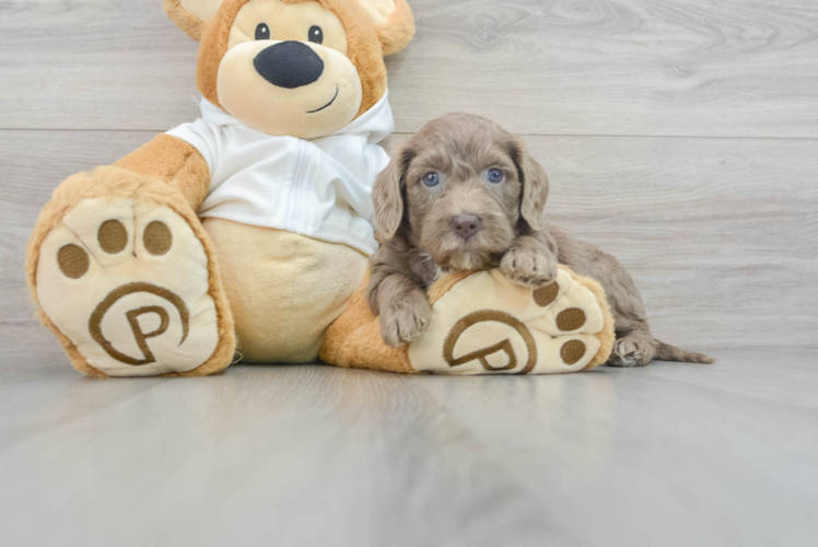 Mini Labradoodle Puppy for Adoption