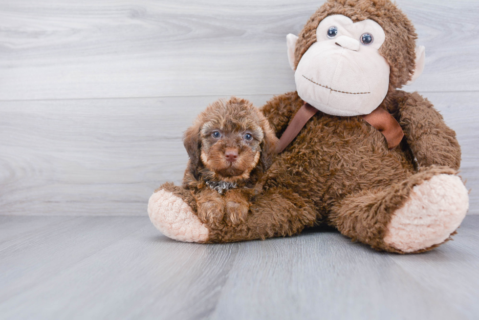 Mini Labradoodle Pup Being Cute