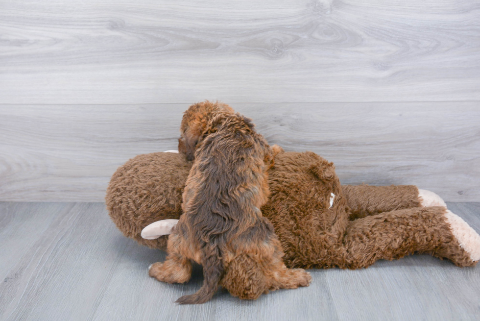 Adorable Labrador Poodle Mix Puppy