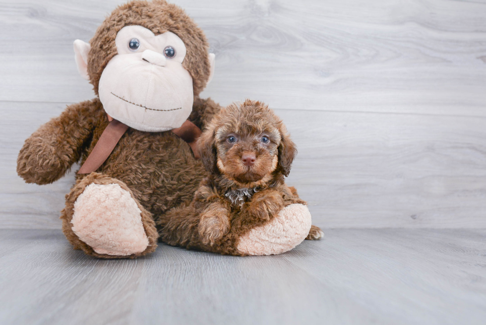 Small Mini Labradoodle Baby