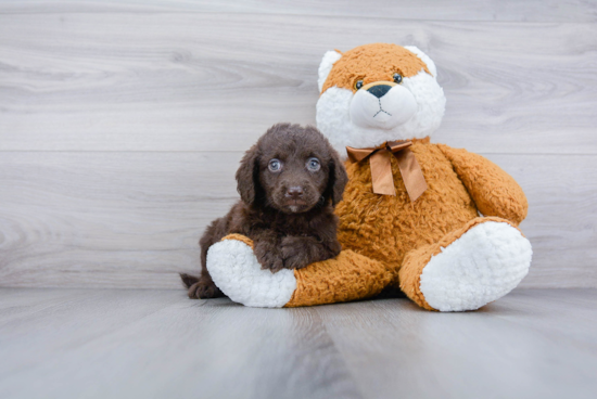 Best Mini Labradoodle Baby