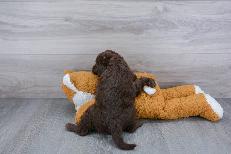 Sweet Mini Labradoodle Baby