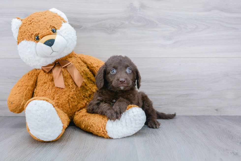 Best Mini Labradoodle Baby