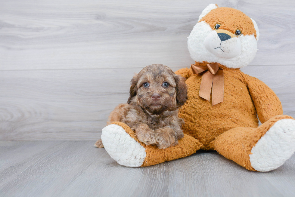 Hypoallergenic Labrador Poodle Mix Puppy