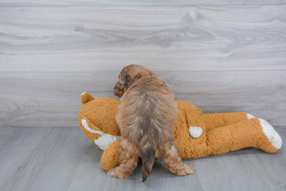 Mini Labradoodle Pup Being Cute