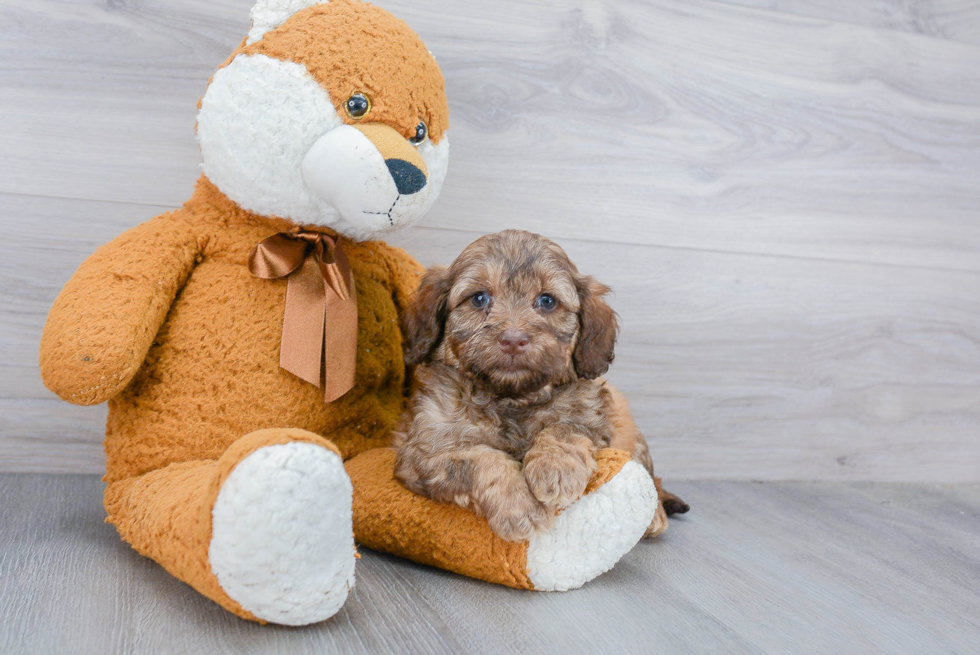 Little Labrador Poodle Mix Puppy