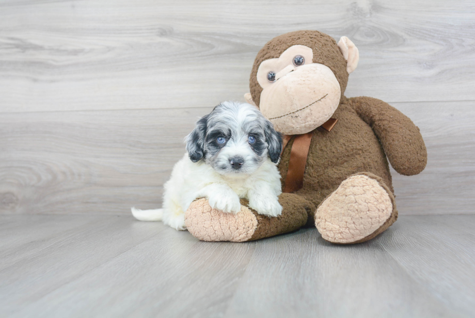 Best Mini Labradoodle Baby