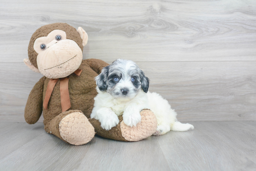 Mini Labradoodle Puppy for Adoption