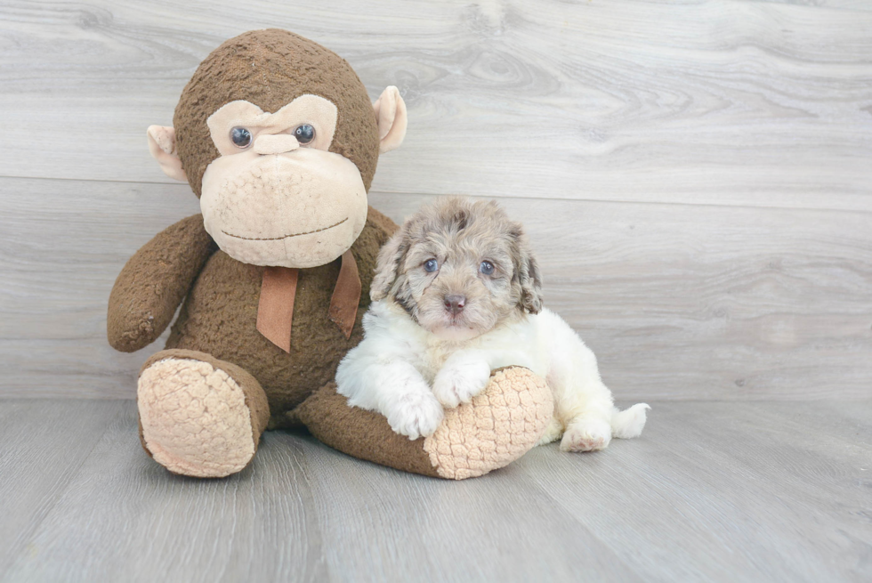 Playful Labrador Poodle Mix Puppy