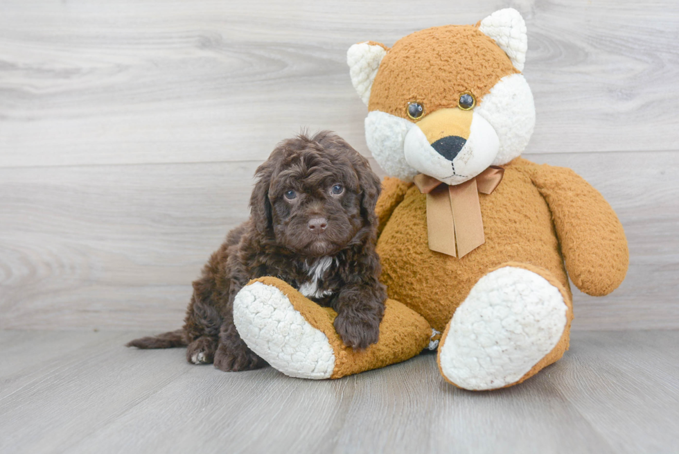 Petite Mini Labradoodle Poodle Mix Pup