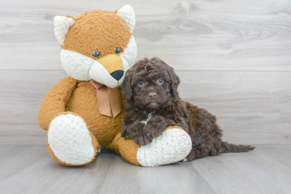 Playful Labrador Poodle Mix Puppy