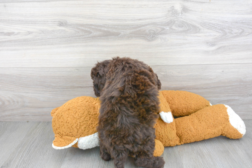 Sweet Mini Labradoodle Baby