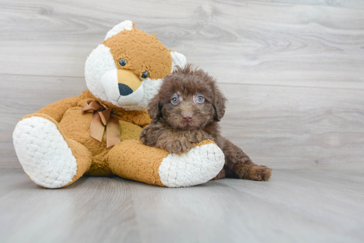 Sweet Mini Labradoodle Baby