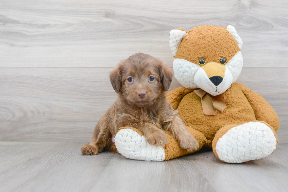 Petite Mini Labradoodle Poodle Mix Pup